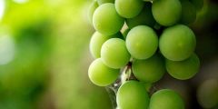 إمتيازات العنب الأخضر