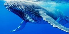 خصائص الحوت الازرق البدنية