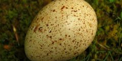 فوائد بيض الديك الرومي