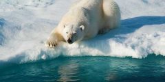 معلومات عن تكيف الدب القطبي في الجليد