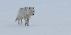 معلومات عن ذئب القطب الشمالي