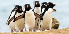 معلومات عن حياة البطريق