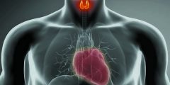 ما مدي تأثير الغدة الدرقية على القلب