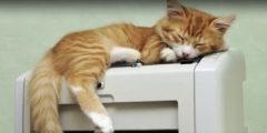 بماذا تحلم القطط اثناء النوم