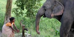 هل الفيل يمكنه سماع كلام البشر من حوله