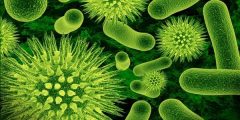 نبذة عن البكتيريا العنقودية