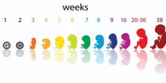 حساب أسابيع الحمل