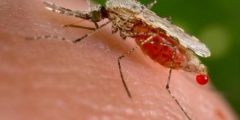 أعراض مرض الملاريا