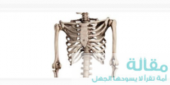مكونات جهاز الهيكل  العظمي البشري