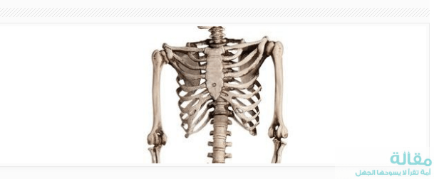 يتكون الجهاز الهيكلي من العظام والأربطة والأوتار