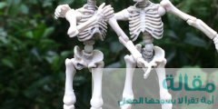 كم عدد عظام الانسان بالتفصيل
