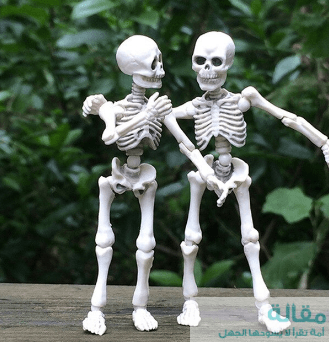 عظام الانسان عدد كم عدد
