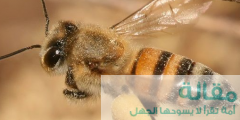 النحل الكندي ” الساسكاتراز “