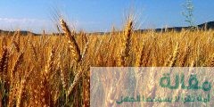 أهمية حبوب القمح