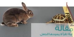 قصة الأرنب والسلحفاة