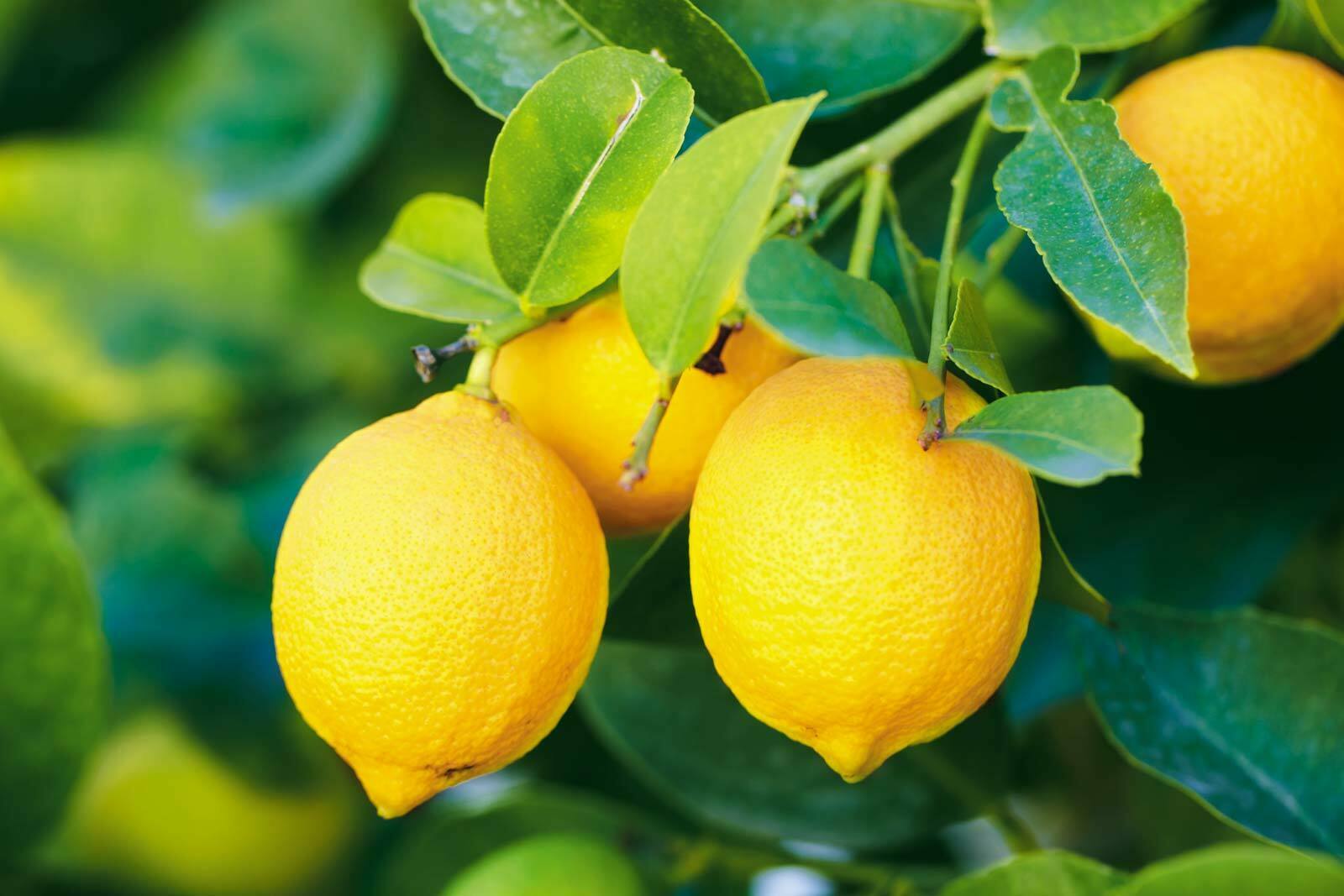 أهم فوائد الليمون لصحة الانسان