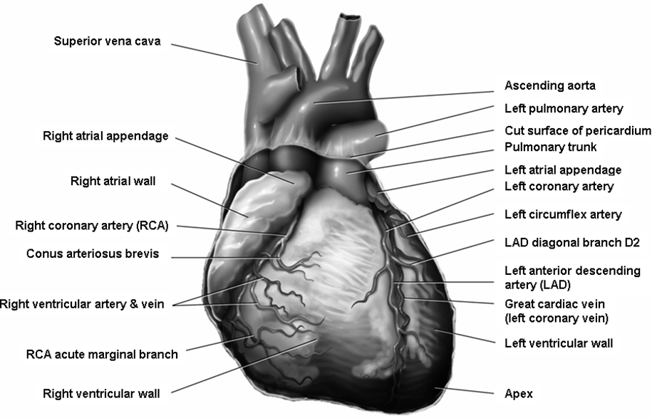 أعراض مرض القلب والأسباب والتشخيص