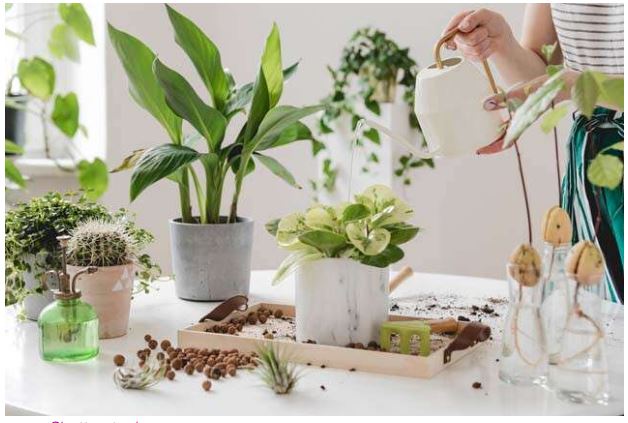 تجميل أركان منزلك باستخدام نباتات الديكور